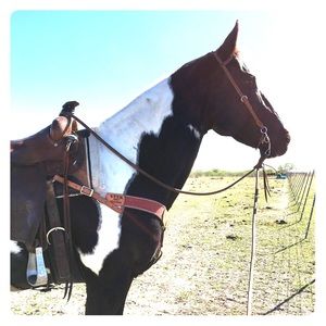 ISO Horse Tack!!